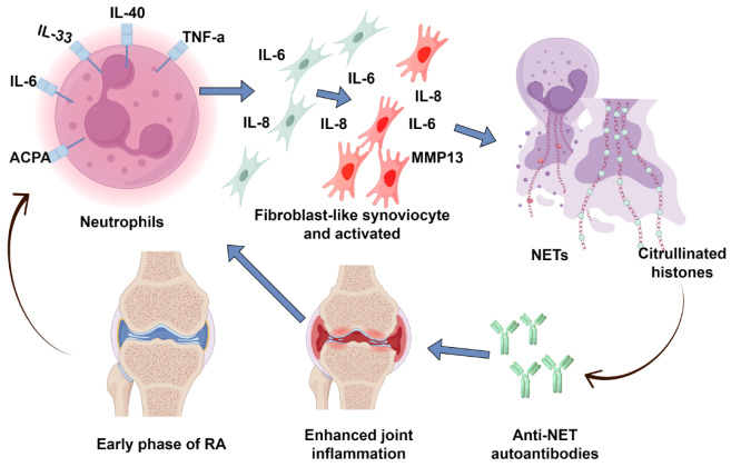 Advances in research of neutrophil extracellular trap formation in osteoarticular diseases.