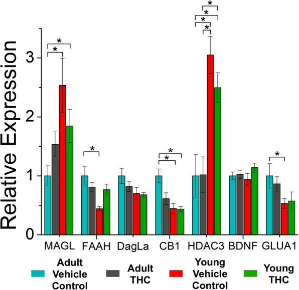 Three-day delta-9-tetrahydrocannabinol (THC) exposure eliminates long-term depression in ventral tegmental area of young, but not adult mice.