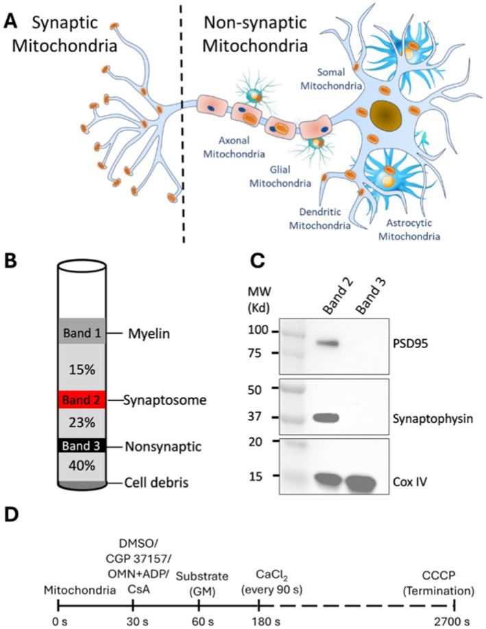 Differential Ca<sup>2+</sup> handling by isolated synaptic and non-synaptic mitochondria: roles of Ca<sup>2+</sup> buffering and efflux.