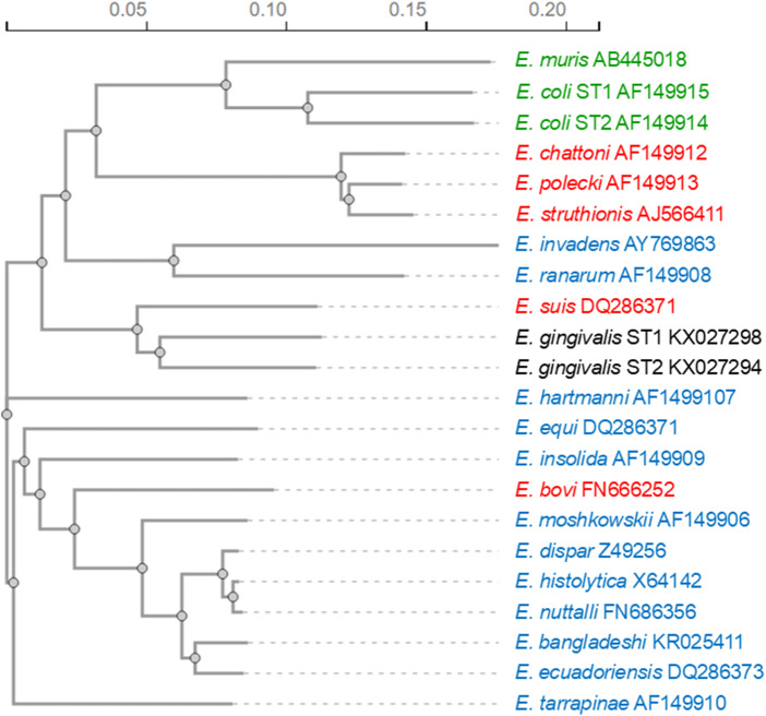 The history of entamoebiasis.