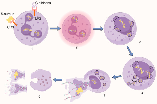 Advances in research of neutrophil extracellular trap formation in osteoarticular diseases.