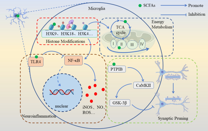 Elucidating the specific mechanisms of the gut-brain axis: the short-chain fatty acids-microglia pathway.