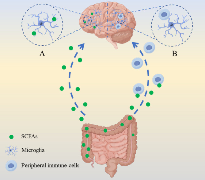 Elucidating the specific mechanisms of the gut-brain axis: the short-chain fatty acids-microglia pathway.
