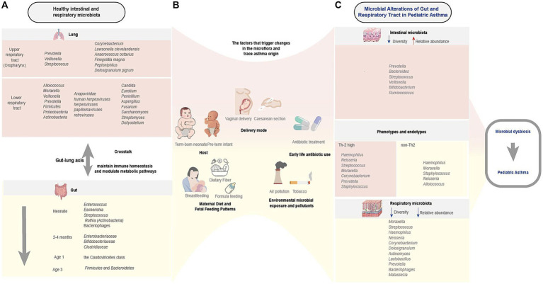 Relationship between pediatric asthma and respiratory microbiota, intestinal microbiota: a narrative review.