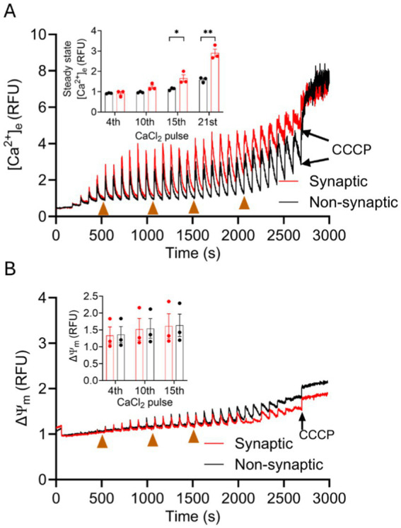 Differential Ca<sup>2+</sup> handling by isolated synaptic and non-synaptic mitochondria: roles of Ca<sup>2+</sup> buffering and efflux.
