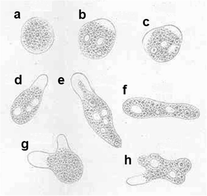 The history of entamoebiasis.
