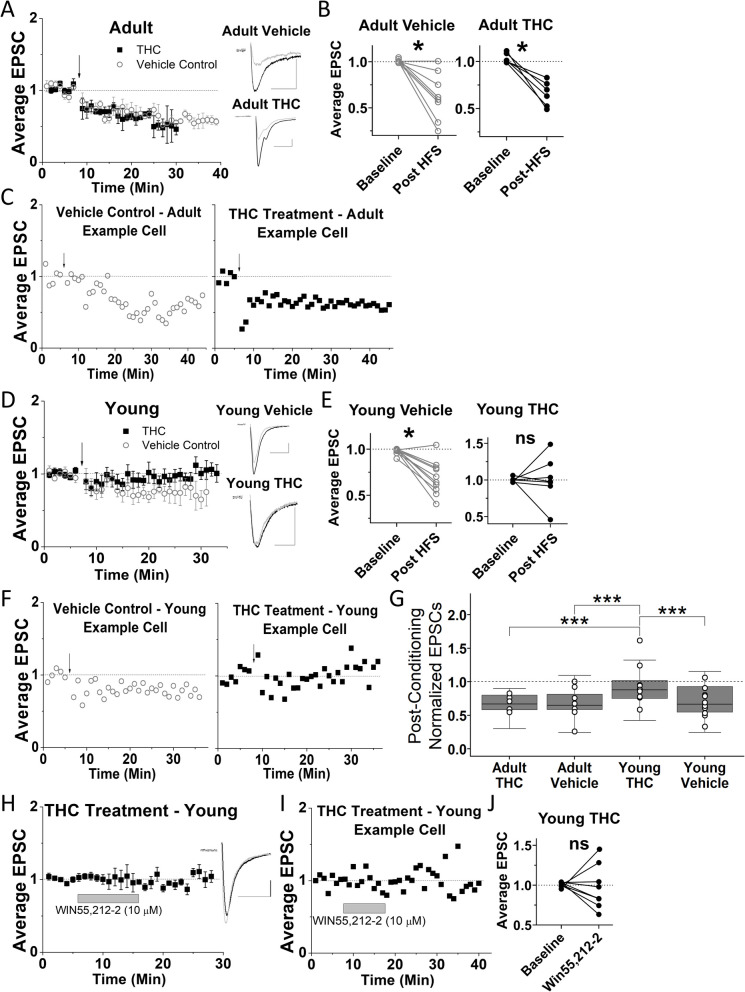 Three-day delta-9-tetrahydrocannabinol (THC) exposure eliminates long-term depression in ventral tegmental area of young, but not adult mice.