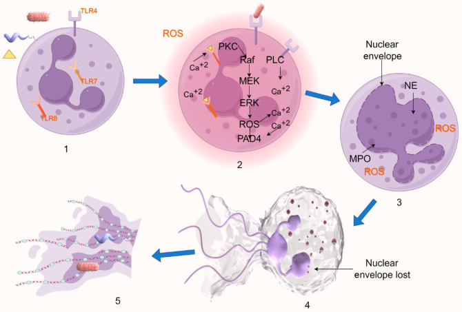 Advances in research of neutrophil extracellular trap formation in osteoarticular diseases.