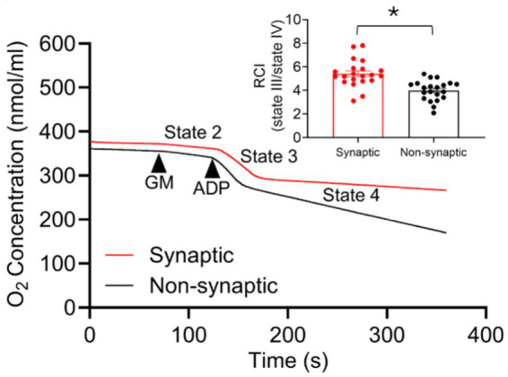 Differential Ca<sup>2+</sup> handling by isolated synaptic and non-synaptic mitochondria: roles of Ca<sup>2+</sup> buffering and efflux.