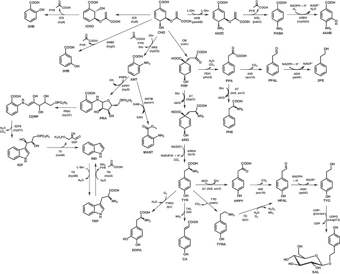 Engineering of Corynebacterium glutamicum for the synthesis of aromatic compounds.