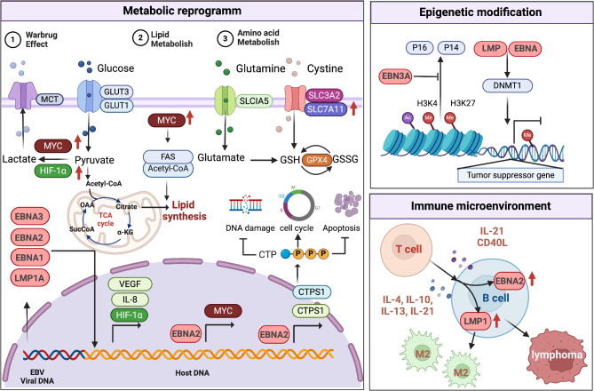 Molecular mechanisms of viral oncogenesis in haematological malignancies: perspectives from metabolic reprogramming, epigenetic regulation and immune microenvironment remodeling.
