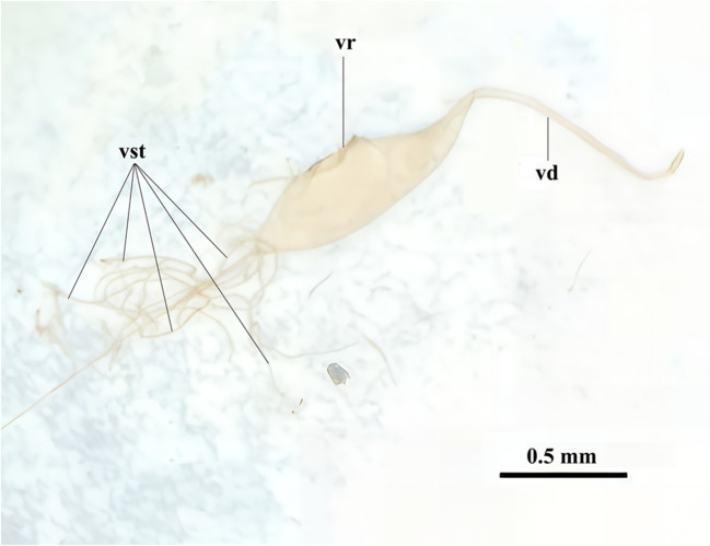 Oxidative, Genotoxic and Epigenotoxic Effects of Pimpla turionellae Venom at Pharmacological Perspective.