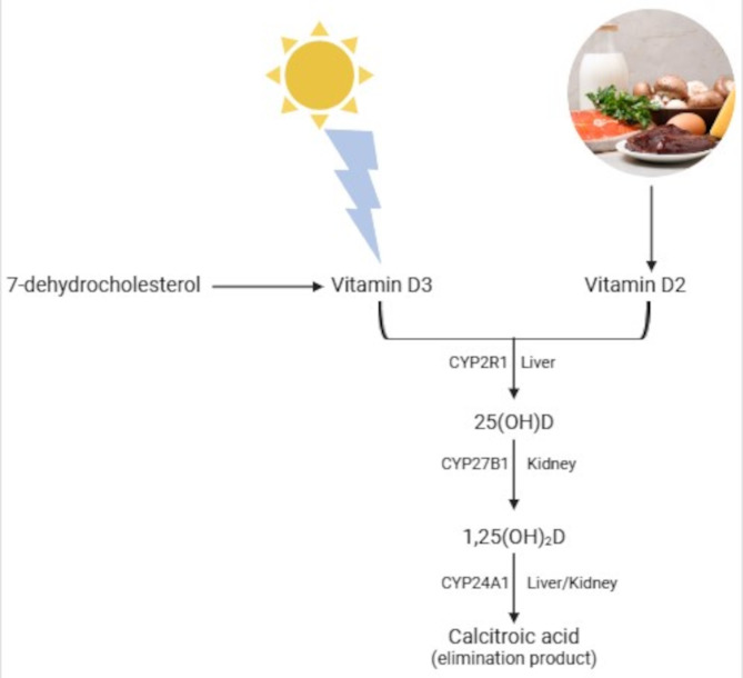 Gut-vitamin D interplay: key to mitigating immunosenescence and promoting healthy ageing.