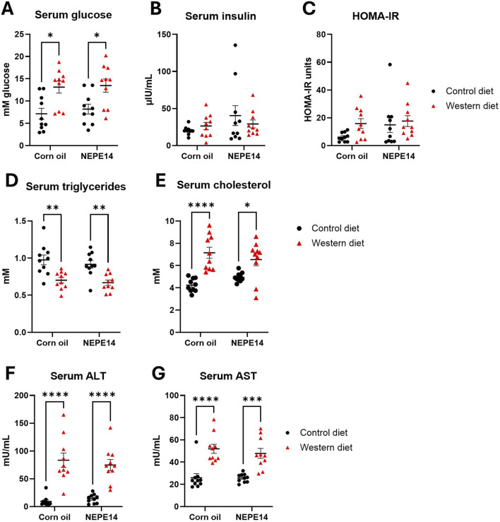 Chronic administration of a cannabis-derived mixture at an antihyperalgesic dose does not significantly enhance hepatotoxicity or the development of metabolic dysfunction-associated steatohepatitis in male mice.