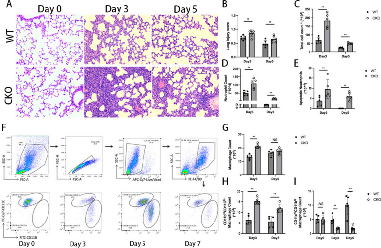 Geranylgeranyl diphosphate synthase deficiency impairs efferocytosis and resolution of acute lung injury.