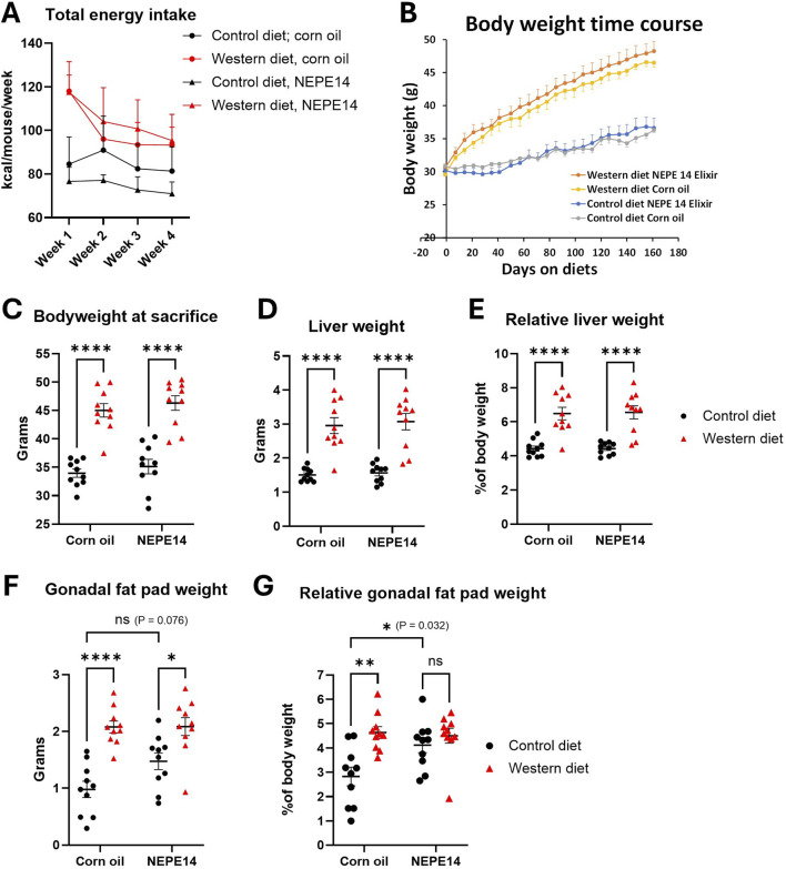 Chronic administration of a cannabis-derived mixture at an antihyperalgesic dose does not significantly enhance hepatotoxicity or the development of metabolic dysfunction-associated steatohepatitis in male mice.