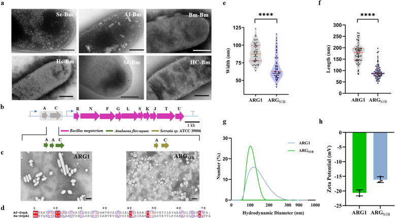 Excavation of acoustic nanostructures biosynthesis gene clusters by combinatorial strategy.
