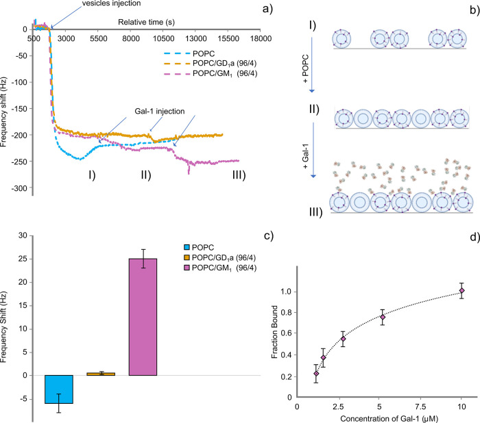 Unraveling the GM<sub>1</sub> Specificity of Galectin‑1 Binding to Lipid Membranes.
