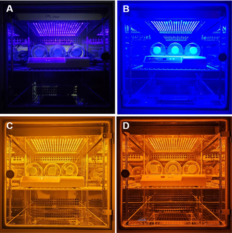 Exploration of a cultivation strategy to improve eicosapentaenoic acid (EPA) production and growth of a Korean strain of Nannochloropsis oceanica cultivated under different light sources