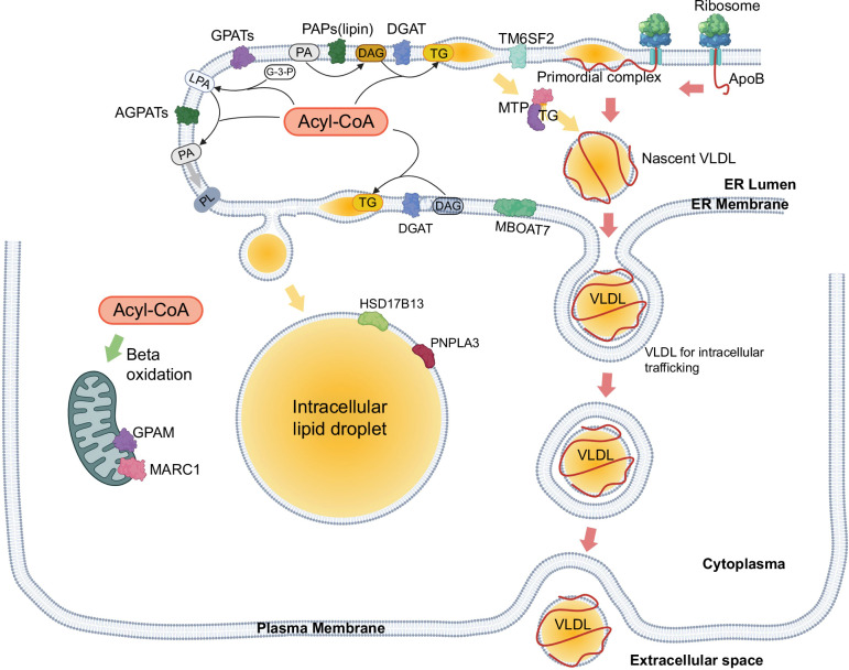 VLDL lipidomics reveals hepatocellular lipidome changes in metabolic dysfunction-associated steatotic liver disease.