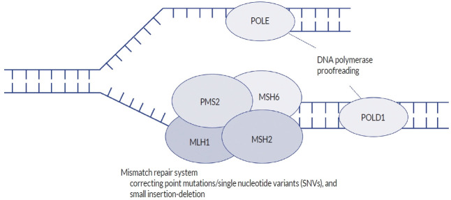 Constitutional Mismatch Repair Deficiency, the Most Aggressive Cancer Predisposition Syndrome : Clinical Presentation, Surveillance, and Management.