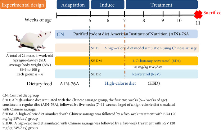 Chinese Sausage Simulates High Calorie-Induced Obesity In Vivo, Identifying the Potential Benefits of Weight Loss and Metabolic Syndrome of Resveratrol Butyrate Monomer Derivatives.