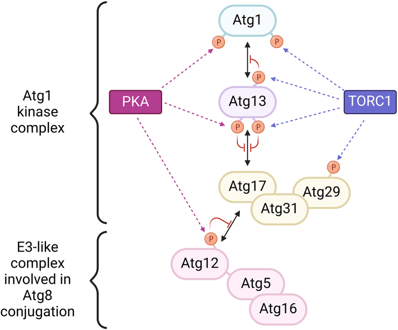 Identification of a novel mechanism for regulation of the early autophagy machinery assembly by PKA.