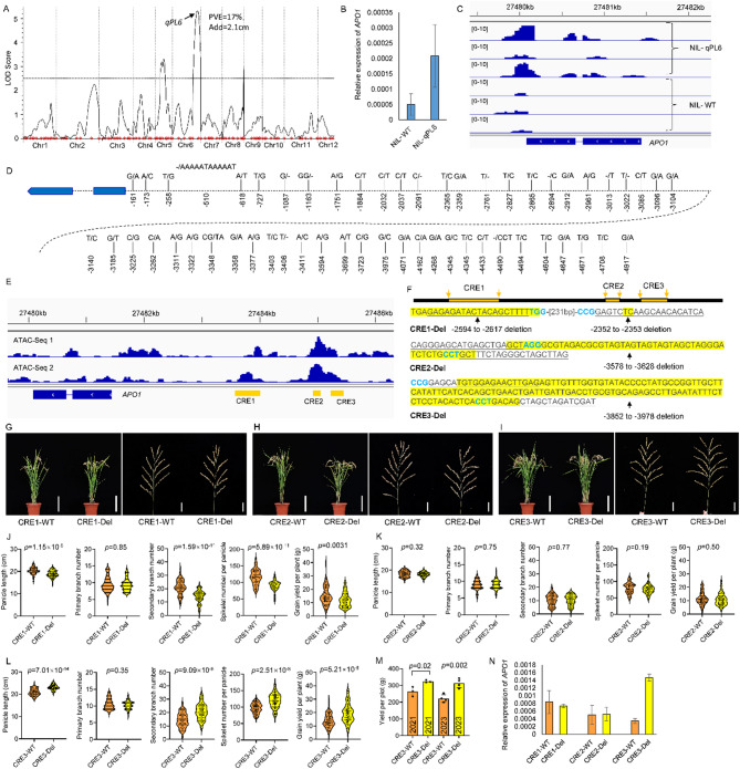 Genome Editing of the qPL6 Promoter Creates Novel Alleles for High-Yielding Rice.