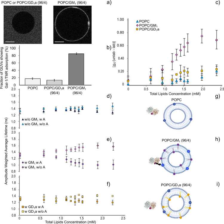 Unraveling the GM<sub>1</sub> Specificity of Galectin‑1 Binding to Lipid Membranes.