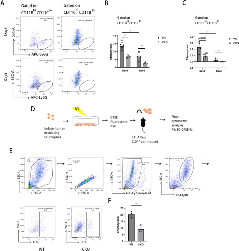 Geranylgeranyl diphosphate synthase deficiency impairs efferocytosis and resolution of acute lung injury.