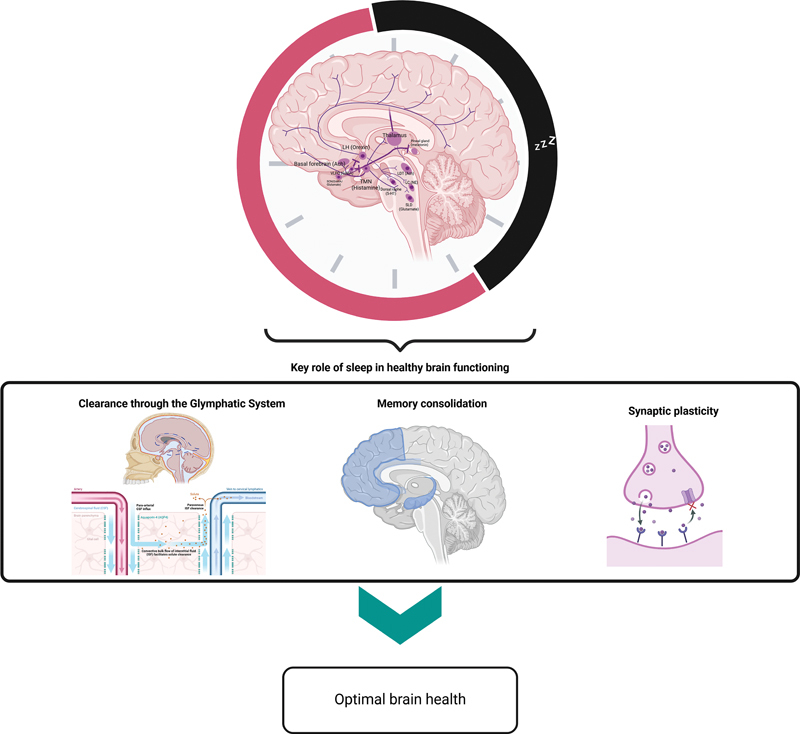 Sleep as the Foundation of Brain Health.
