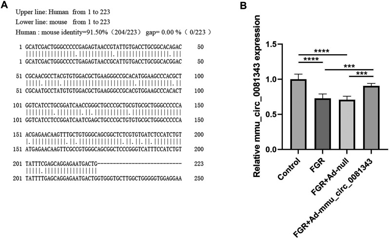 Circ_0081343 promotes autophagy and alleviates pyroptosis via PI3 K/AKT/HIF-1α axis in hypoxia-induced fetal growth restriction of mice.