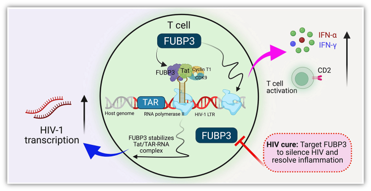 FUBP3: A new player in HIV-1 transcriptional activation and immune regulation.