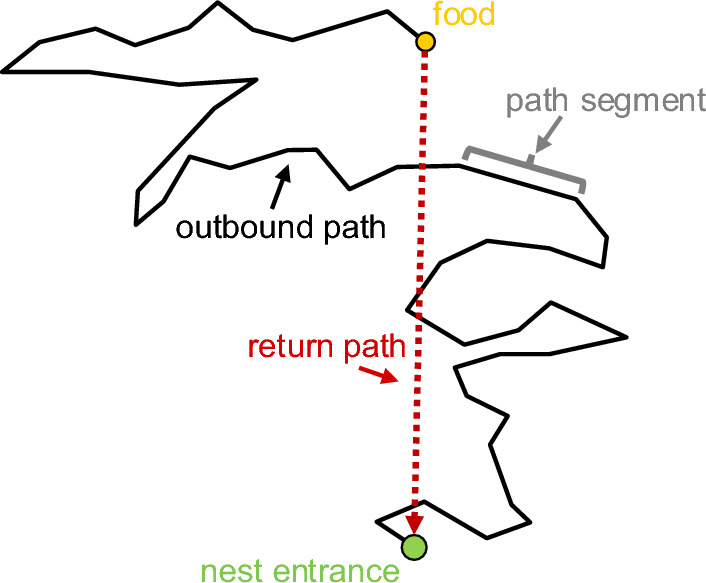 Path integration and optic flow in flying insects: a review of current evidence.