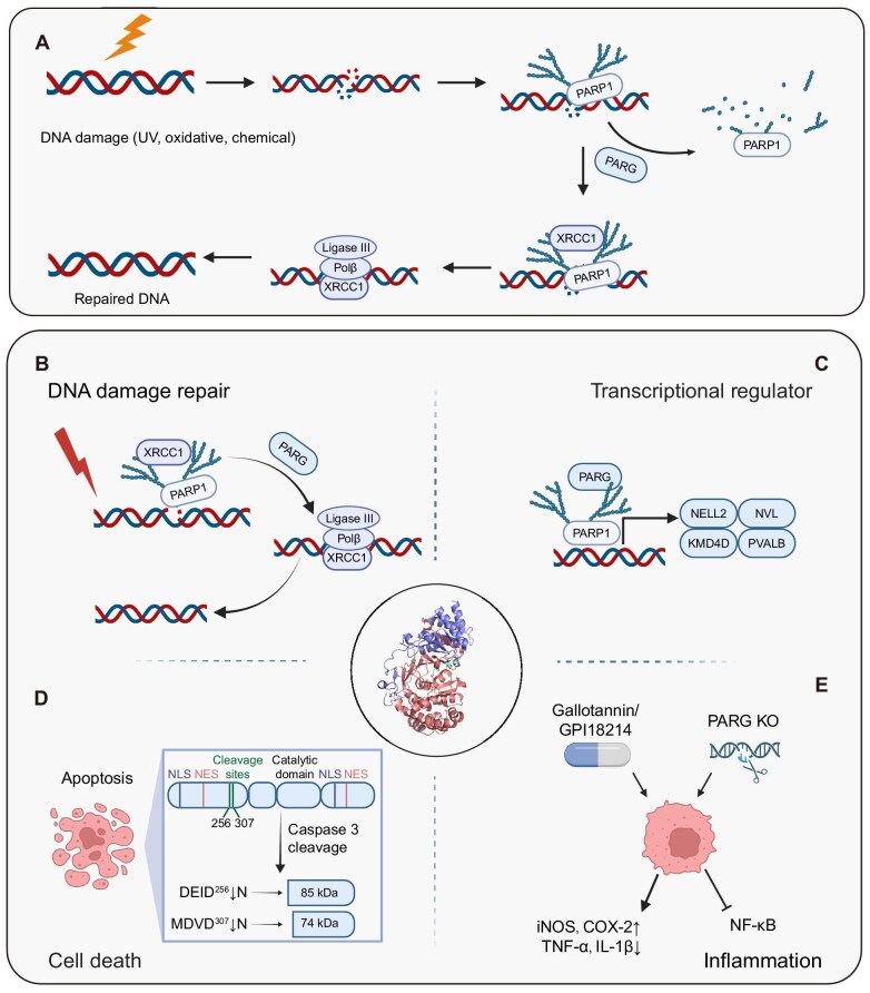Prospects for PARG inhibitors in cancer therapy.