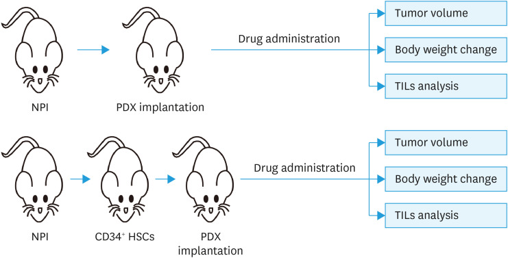 Humanized patient-derived xenograft mouse model bearing ovarian clear cell carcinoma.