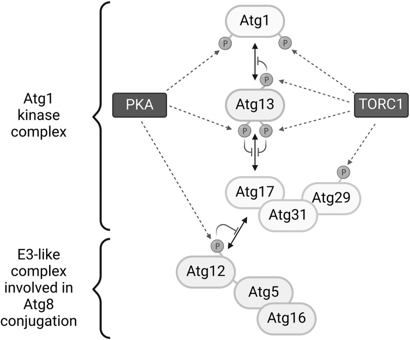 Identification of a novel mechanism for regulation of the early autophagy machinery assembly by PKA.
