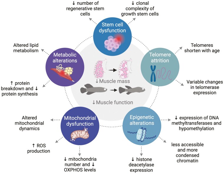 Skeletal Muscle Aging: Lessons From Teleosts.