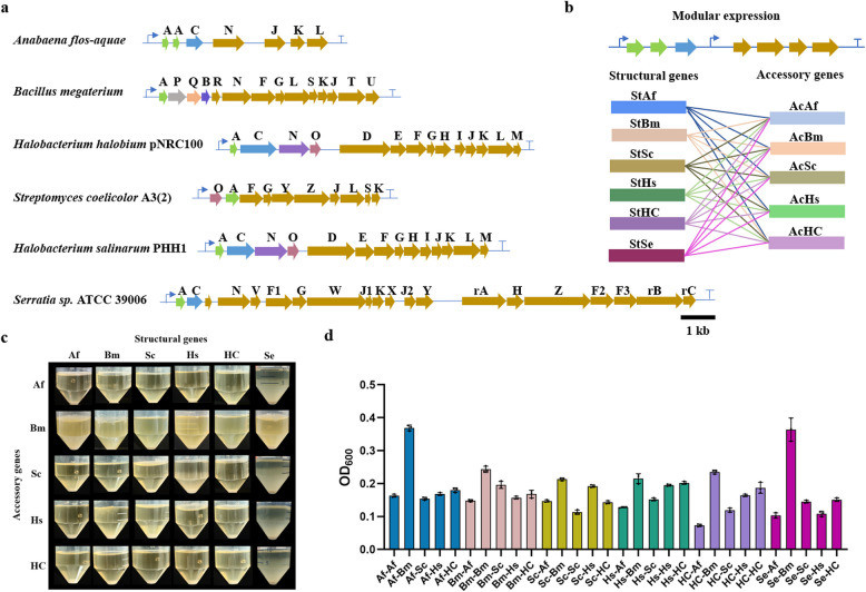 Excavation of acoustic nanostructures biosynthesis gene clusters by combinatorial strategy.