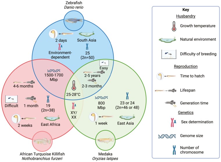 Skeletal Muscle Aging: Lessons From Teleosts.