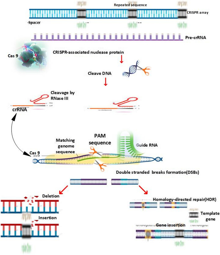 Unlocking genetic potential: a review of the role of CRISPR/Cas technologies in rapeseed improvement.