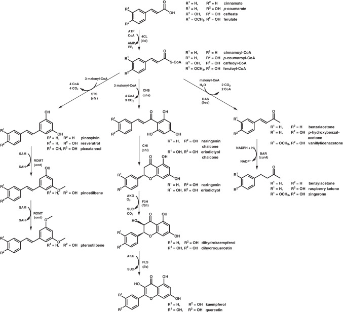 Engineering of Corynebacterium glutamicum for the synthesis of aromatic compounds.