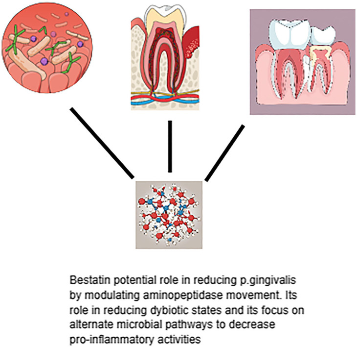 Role of bestatin as a treatment for periodontitis.