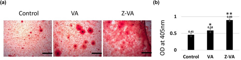 Zinc valproic acid complex promotes osteoblast differentiation and exhibits anti-osteoporotic potential.