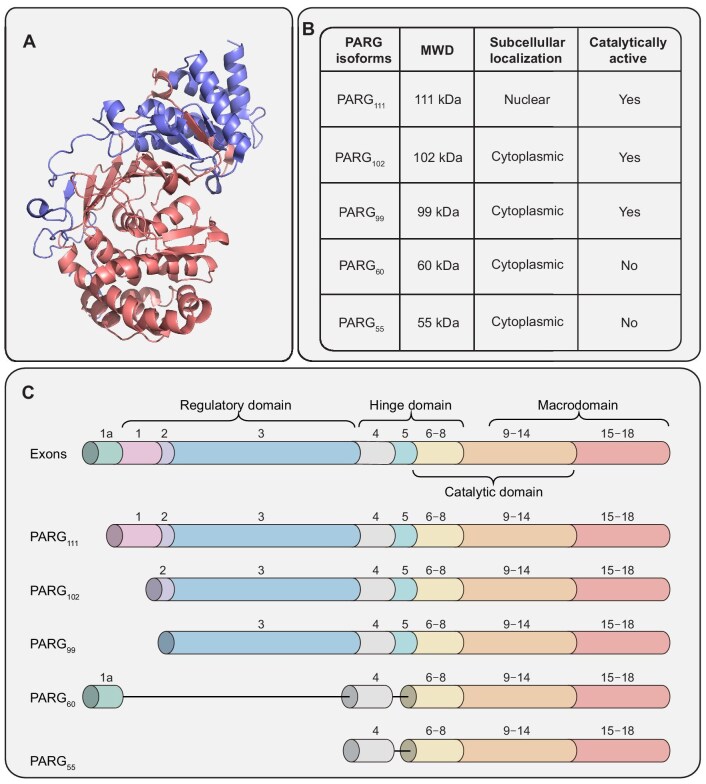 Prospects for PARG inhibitors in cancer therapy.