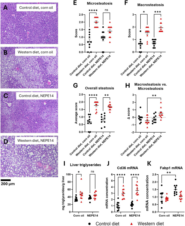 Chronic administration of a cannabis-derived mixture at an antihyperalgesic dose does not significantly enhance hepatotoxicity or the development of metabolic dysfunction-associated steatohepatitis in male mice.