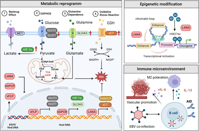 Molecular mechanisms of viral oncogenesis in haematological malignancies: perspectives from metabolic reprogramming, epigenetic regulation and immune microenvironment remodeling.