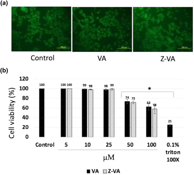 Zinc valproic acid complex promotes osteoblast differentiation and exhibits anti-osteoporotic potential.