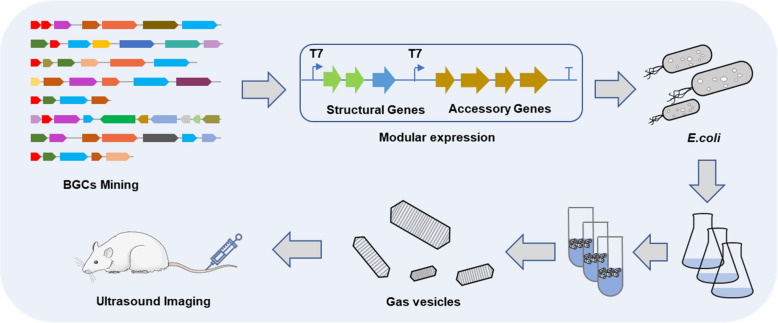 Excavation of acoustic nanostructures biosynthesis gene clusters by combinatorial strategy.
