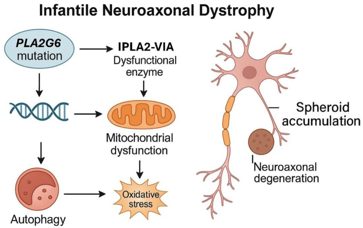 Infantile neuroaxonal dystrophy: Molecular mechanisms and pathogenesis of PLA2G6-associated neurodegeneration.